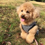 トリミング中に喉切られ愛犬死ぬ…飼い主家族がトリマーだった男性に賠償求めた裁判 大阪地裁 男性に約40万円の賠償命じる「負傷の防止策を一切とらなかった点で過失の程度は大きい」|TBS NEWS DIG