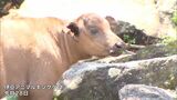 伊豆アニマルキングダムでアフリカスイギュウの赤ちゃんが誕生（静岡県）|TBS NEWS DIG