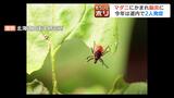 アウトドアシーズン到来「山歩き…その服装で大丈夫ですか？」【夏のマダニに気を付けろ！】発熱やけいれんなどを引き起こす『ダ二媒介性脳炎』発症のリスクも…森に潜むマダニを追跡　|　北海道のニュース｜HBC北海道放送