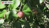 長崎県の五島で「椿の実」の収穫はじまる | 長崎のニュース | 天気 | NBC長崎放送