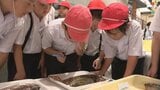 「おいしく食べられるので子どもたちに伝えたい」小学生が未利用魚を学ぶ特別授業 見て食べて...豊かな海の可能性を実感＝静岡・熱海市　|　静岡のニュース | SBSNEWS | 静岡放送