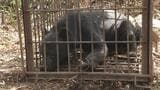 クマが梨を食べる 鶴岡市で食害 警察が注意を呼びかけ(山形) | 山形のニュース│TUYテレビユー山形