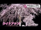 【動画版】観光客を呼び込め!高校生がまちおこし 五ヶ瀬町のしだれ桜をライトアップ | MRTニュース | MRT宮崎放送