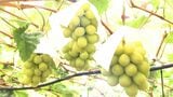 高級ブドウも夏バテ気味 シャインマスカットを暑さから守る | 静岡のニュース | SBSNEWS | 静岡放送
