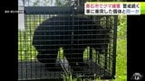 【クマ捕獲】体長約1mで3~4歳の雌のクマ 目撃情報相次いだ黒石市で捕獲 車に衝突の個体と同一か ねぐらのおおまかな位置を特定して「箱わな」設置で捕獲 別個体の可能性を考慮して警戒続く | 青森のニュース│ATV NEWS│青森テレビ