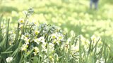 「きれいで感動」「壮大です」伊予灘を望む高台でスイセン見ごろ 県内外から訪れる人も 菜の花は寒さで1か月遅れ 愛媛県伊予市 | 愛媛のニュース - Nスタえひめ|あいテレビは6チャンネル