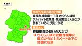 80代男性 さくらんぼ収穫中に1.5メートル下に転落 脊髄損傷の疑い | 山形のニュース│TUYテレビユー山形