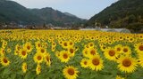 休耕田で季節外れのヒマワリ満開 | 大分のニュース|OBS NEWS|大分放送