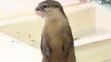 中央卸売市場青果棟の跡地に仮設の「市場水族館」 改修工事で一時休館の「新屋島水族館」は5月上旬オープン目指す|TBS NEWS DIG