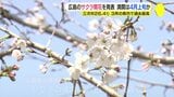 記録的な暖かさの中で桜の開花発表 三次26.4℃は3月の県内最高気温 各地で5月並みの“初夏”の陽気 広島|TBS NEWS DIG