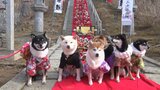 ひな祭り会場に愛犬家とワンちゃんたちが集結 三十三段飾り前にベストショット狙う 岩手・一関市 |TBS NEWS DIG