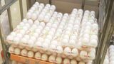 たまご価格さらに「高騰」のおそれ　鳥インフルエンザ発生…ニワトリ殺処分相次ぐ　「月見バーガー」「インバウンド」需要ですでに品薄状態　|　BSSニュース | BSS山陰放送