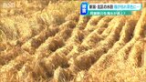 収穫を控え枯れていく稲…「塩害」か かつて水位下がり海水が遡ってきたことも 新潟市北区 阿賀野川|TBS NEWS DIG