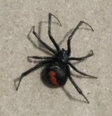 サービスエリアで特定外来生物“セアカゴケグモ”見つかる 職員が駆除しけが人なし　|　石川県のニュース｜MRO北陸放送