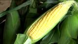「皮が薄く生でも食べられる」特産トウモロコシ“味来”収穫始まる　宮城・村田町　|　宮城のニュース│tbc NEWS│tbc東北放送