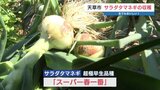 糖度2倍の甘い甘いサラダタマネギ　収穫最盛期　熊本・天草市　|　熊本のニュース｜RKK NEWS｜RKK熊本放送
