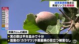 生産量日本一!青森県産りんご 今年の生育順調 | 青森のニュース│ATV NEWS│青森テレビ