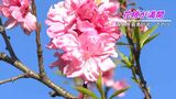 花言葉は“チャーミング” 霧島で花桃が満開! 鹿児島 | 鹿児島のニュース|MBC NEWS|南日本放送