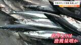 今年のサンマの漁獲見通し　専門家「サンマにとって好ましくない環境になっている」が過去最低の去年より“増える”とするそのワケは　|　宮城のニュース│tbc NEWS│tbc東北放送