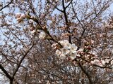 【速報】桜が開花 新潟市でも“史上最も早く” 新潟地方気象台 | 新潟のニュース・天気|BSN NEWS|BSN新潟放送