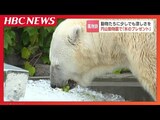 円山動物園で動物たちに“氷”のプレゼント ホッキョクグマ「ララ」もご満悦 札幌市の建設会社が毎年提供する夏の風物詩 | 北海道のニュース|HBC北海道放送