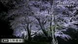 迫川堤防の「桜並木」夜には違った景色も広がる「平和な気持ちにさせてくれる」宮城・栗原市【サクラスケッチ】|TBS NEWS DIG