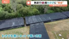 日本食定着のイギリス 記録的熱波で「わさび」が生育不良…こだわりの地元産に“異常気象”が直撃| TBS CROSS DIG with Bloomberg