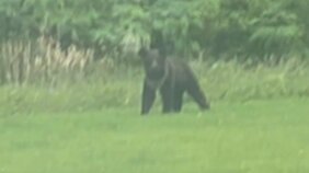 ハンターがヒグマに発砲するも…山へ逃げる　傷負った可能性も　中学校などでヒグマの目撃が相次ぐ北海道・初山別村|TBS NEWS DIG