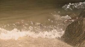 「海で泳いでいた息子がいなくなった」と母親から通報 小学生の7歳男の子がおぼれて死亡 家族4人で海水浴 愛知・常滑市りんくうビーチ|TBS NEWS DIG