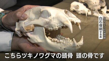 クマはなぜ危険を冒してまで市街地へ？その答えは人間に似た『奥歯』に