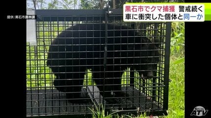 クマ捕獲】体長約1mで3～4歳の雌のクマ 目撃情報相次いだ黒石市で捕獲