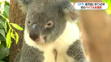 コアラ来鹿40年記念“コアラのバイブル本”発売中 40年の歴史や秘密