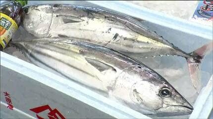 初ガツオ 今年は安定した入荷を見込む」旬の味“初ガツオ”を試食「特にたたきが