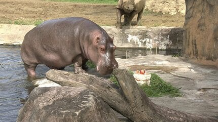 国内最高齢50歳メスのカバ「カポ」死ぬ 仙台・八木山動物公園 | 宮城の
