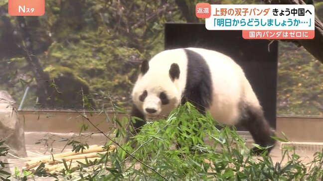 東京・上野動物園の双子パンダ きょう中国へ向け出発 「明日からどうしましょうか…」ファンからは別れを惜しむ声 日中関係悪化で新たな貸与の見通し立たず|TBS NEWS DIG