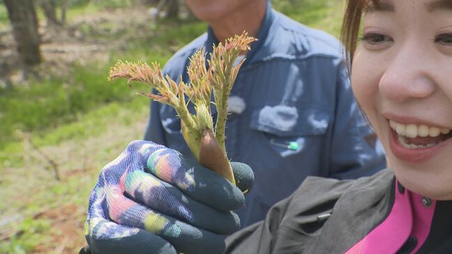 山菜シーズン本格化！名人に同行！タラノメ、葉ワサビ、行者ニンニク…山の恵みを満喫|TBS NEWS DIG