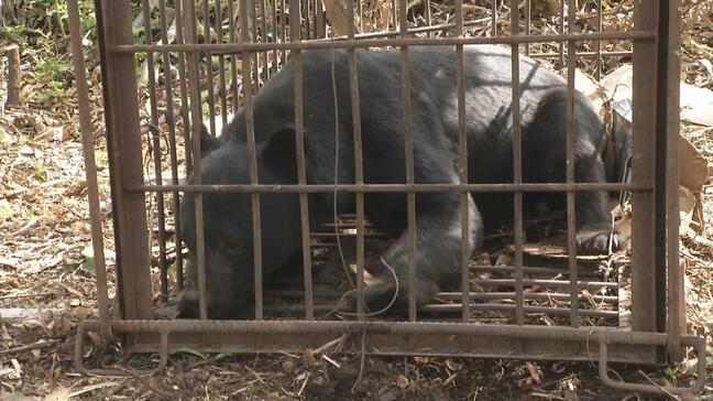 【速報】鶴岡公園でクマ目撃　北に移動したとの情報で警察がパトロール中（山形・鶴岡市）|TBS NEWS DIG