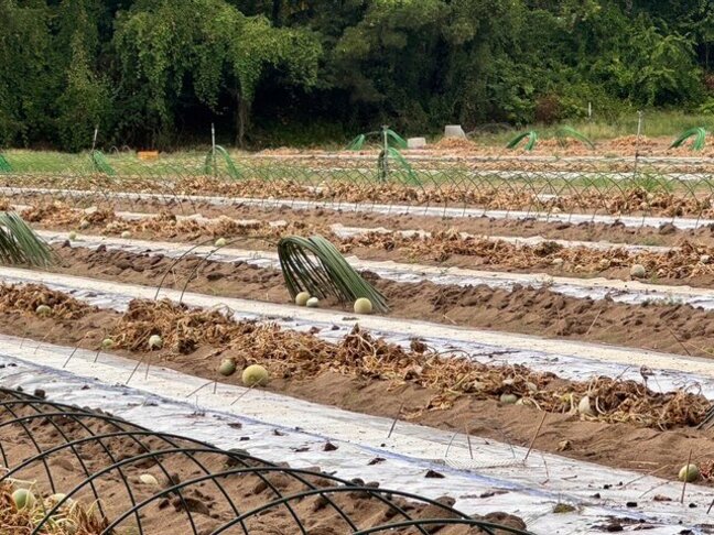 【速報】山形県鶴岡市辻興屋でクマによる人的被害　高齢女性がケガ|TBS NEWS DIG