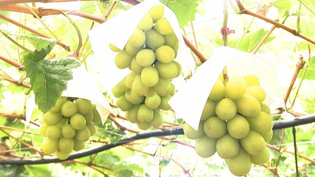 高級ブドウも夏バテ気味 シャインマスカットを暑さから守る|TBS NEWS DIG
