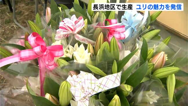 「長浜地区のユリは主役感がある」高知県内有数のユリの生産地・長浜地区でユリをPR「こじゃんと！ゆり海道2026」|TBS NEWS DIG