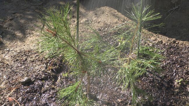 「100年先も松林を残したい」小学生が善光寺でアカマツの苗を植樹　長野|TBS NEWS DIG
