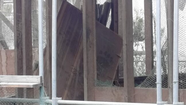 養鶏場で食用のカモ23羽が死ぬ　クマに襲われたか　現場に約16センチの足跡、17日にもニワトリ30羽が被害に　北海道岩見沢市|TBS NEWS DIG