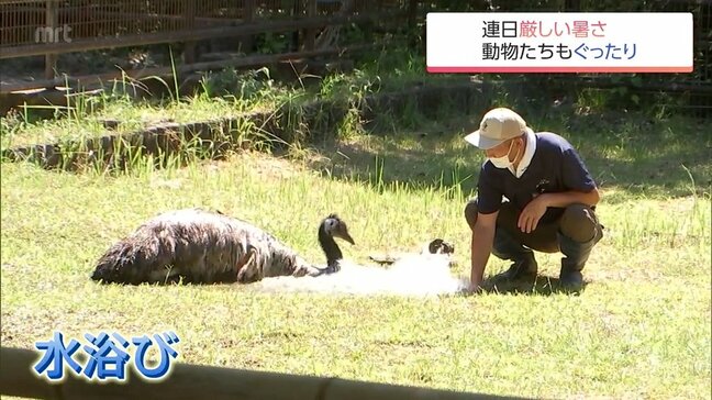 美郷町で36.4℃など 宮崎県内各地で「真夏日」 県内で11人が熱中症疑いで病院搬送 連日の猛暑に動物園の暑さ対策は?|TBS NEWS DIG