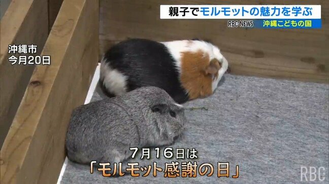 7月16日は…モルモットに感謝の日　沖縄市の動物園で親子がモルモットの魅力を学ぶ|TBS NEWS DIG