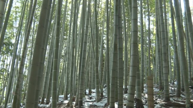 全国で問題の「放置竹林」を農業に活かす挑戦　竹害解決の糸口に…「竹炭」|TBS NEWS DIG