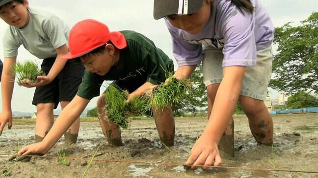 小学生がアフリカに送る支援米の田植え「マリに愛を込めて」 30年前から続けている取り組み【岡山・津山市】|TBS NEWS DIG