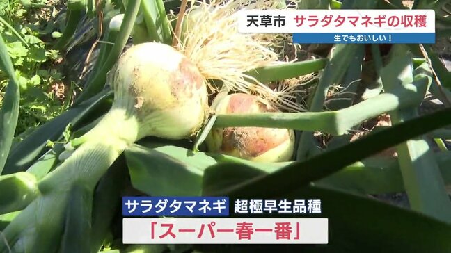 糖度2倍の甘い甘いサラダタマネギ 収穫最盛期 熊本・天草市|TBS NEWS DIG