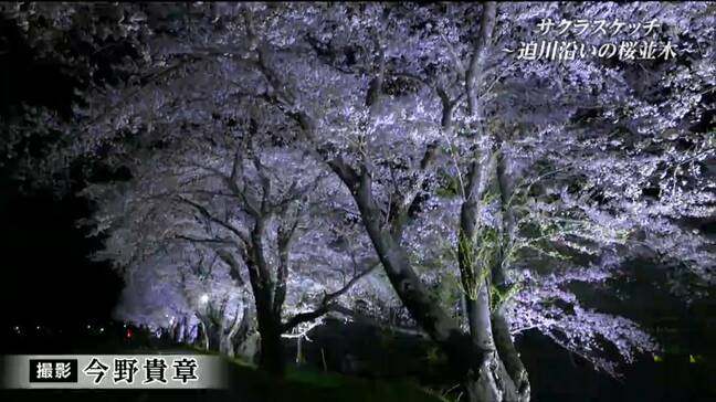 迫川堤防の「桜並木」夜には違った景色も広がる「平和な気持ちにさせてくれる」宮城・栗原市【サクラスケッチ】|TBS NEWS DIG