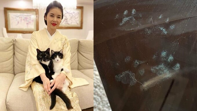 【藤あや子】11/29（いい肉球の日）に愛猫の「天然の肉球スタンプ」「尊すぎて」「拭かないでおこうか」|TBS NEWS DIG