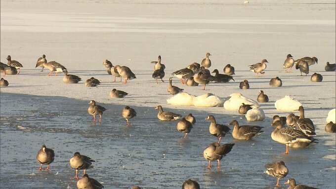 渡り鳥の越冬地「伊豆沼」今季初の“全面結氷”「沼が凍って雪が積って模様ができて鳥が固まってすごくいい」【最強寒波】　|　宮城のニュース│tbc NEWS│tbc東北放送